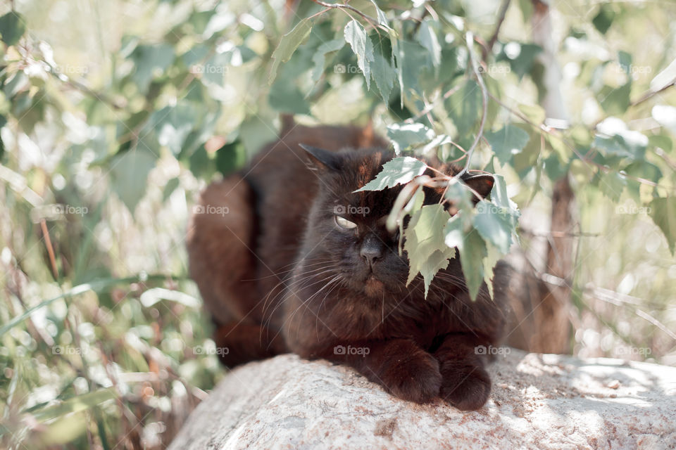 Black cat under birch brunch outdoor portrait at spring sunny day