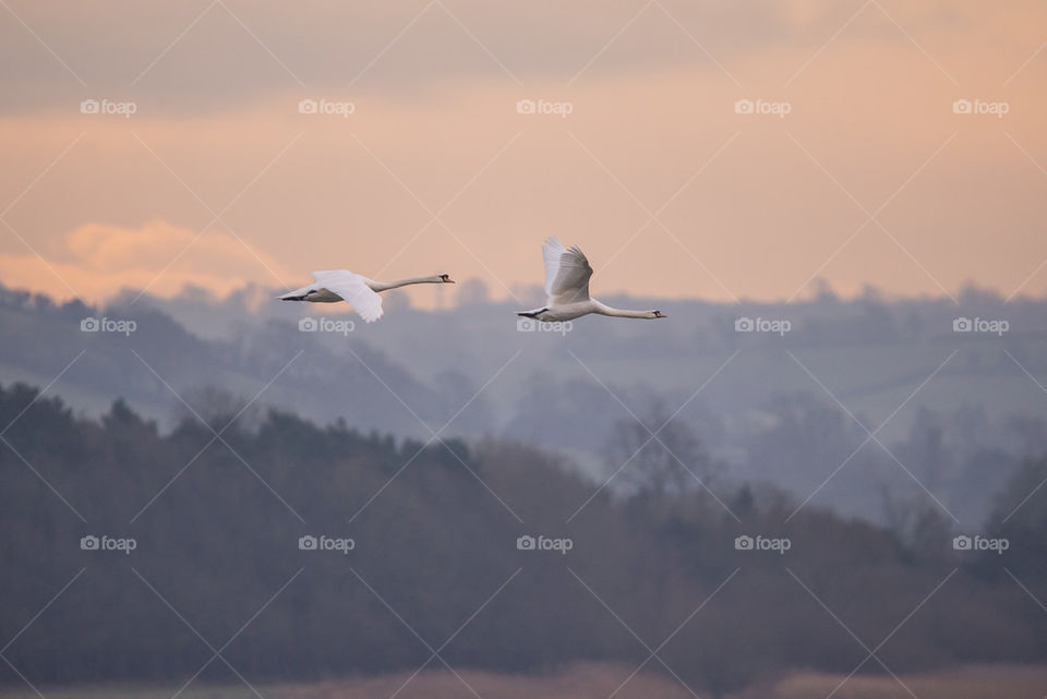 sky swans