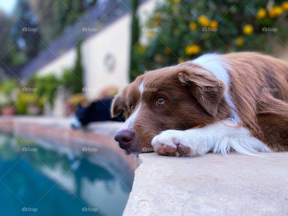 Tired border collies lying next to a swimming pool in the backyard 