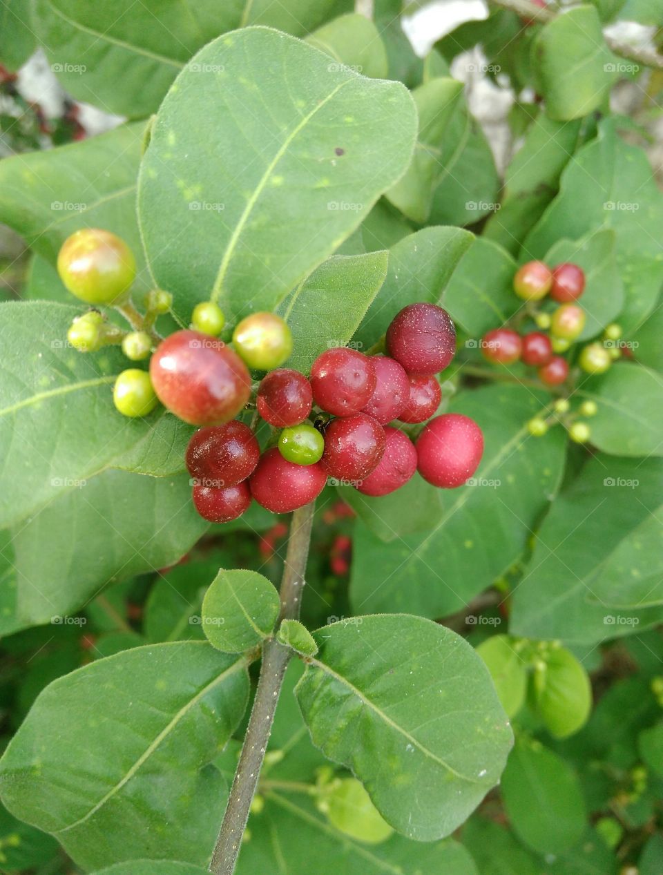 fruit