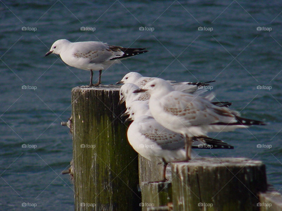 water post sea wind by kshapley