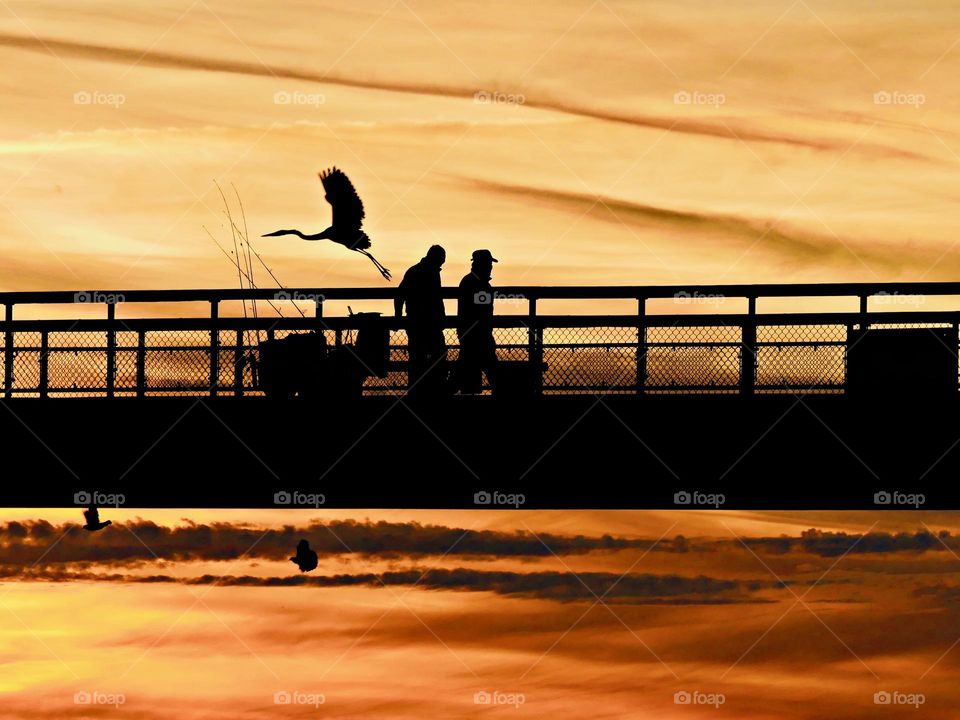 Fishermen with their fishing gear in tow walk along the pier during sunset. A great blue heron flies away magnificently in search of another meal