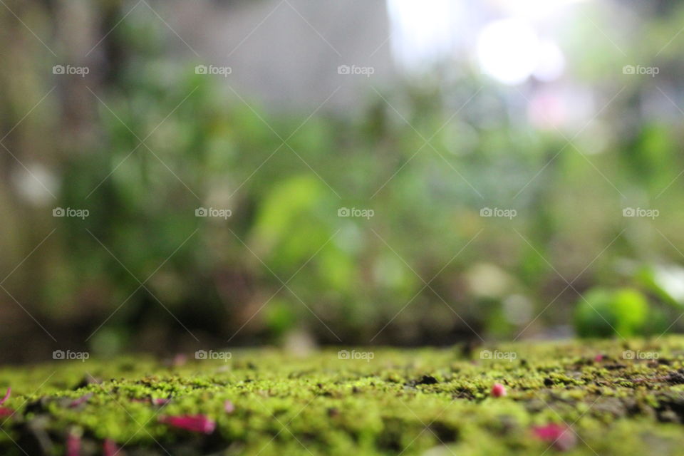 Green moss grows on the concrete fence bordering the residents' gardens