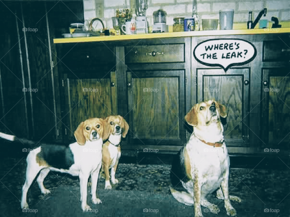 dixie amber brandy beagles
