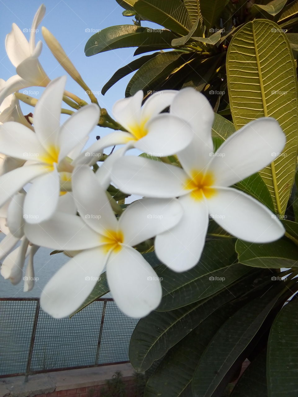 beautiful flowers in a garden