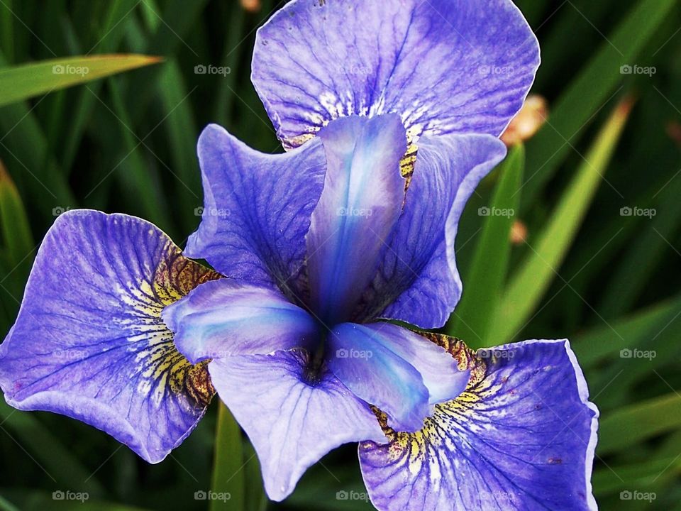 Purple iris in bloom in botanical gardens in London, England 