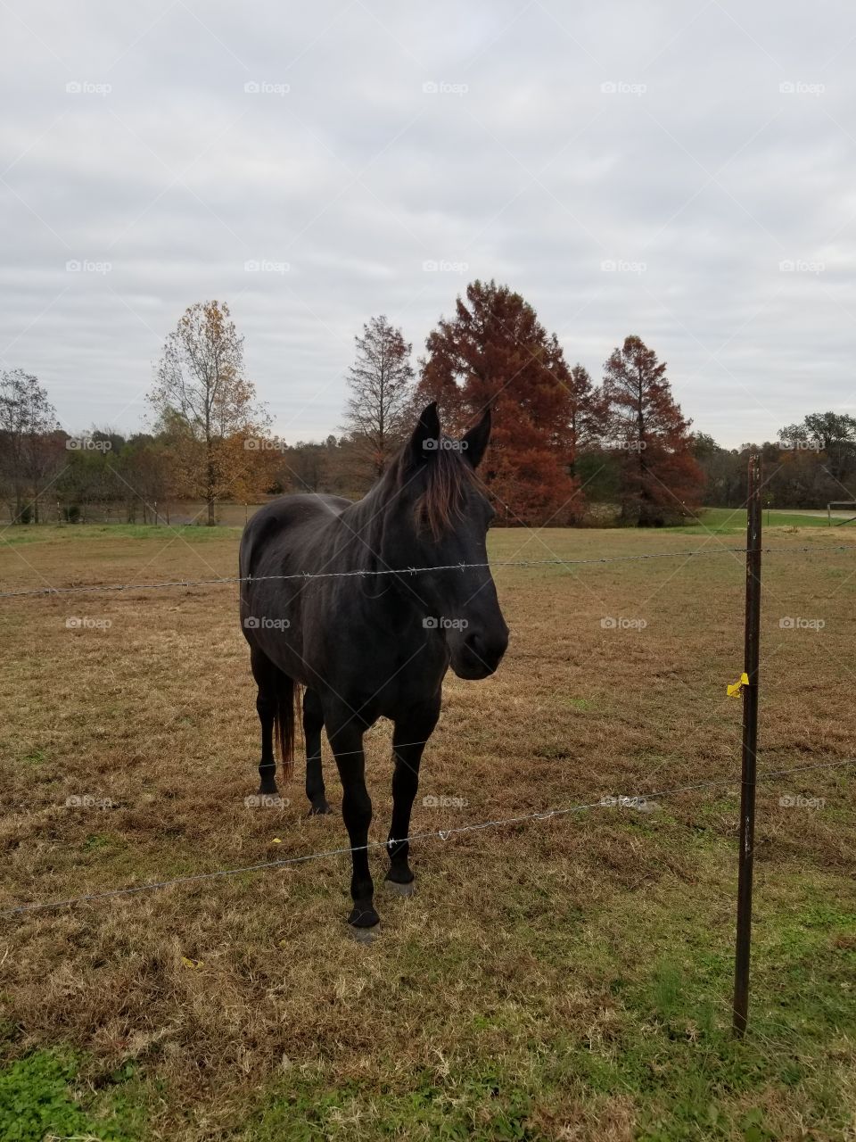 Sweet Horse with drained pond and fall coloured trees