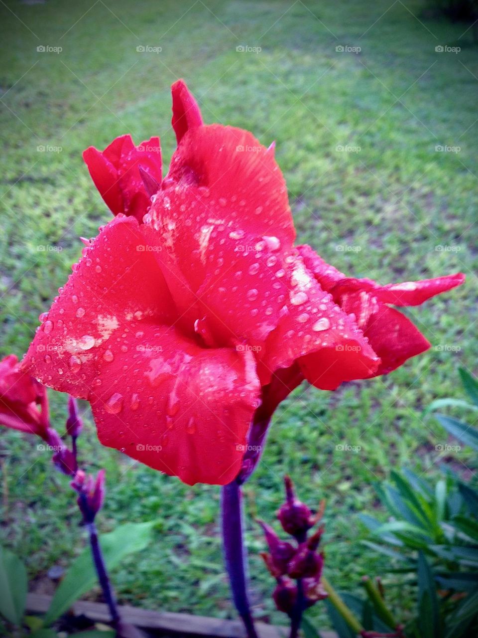 Red Canna Lily.