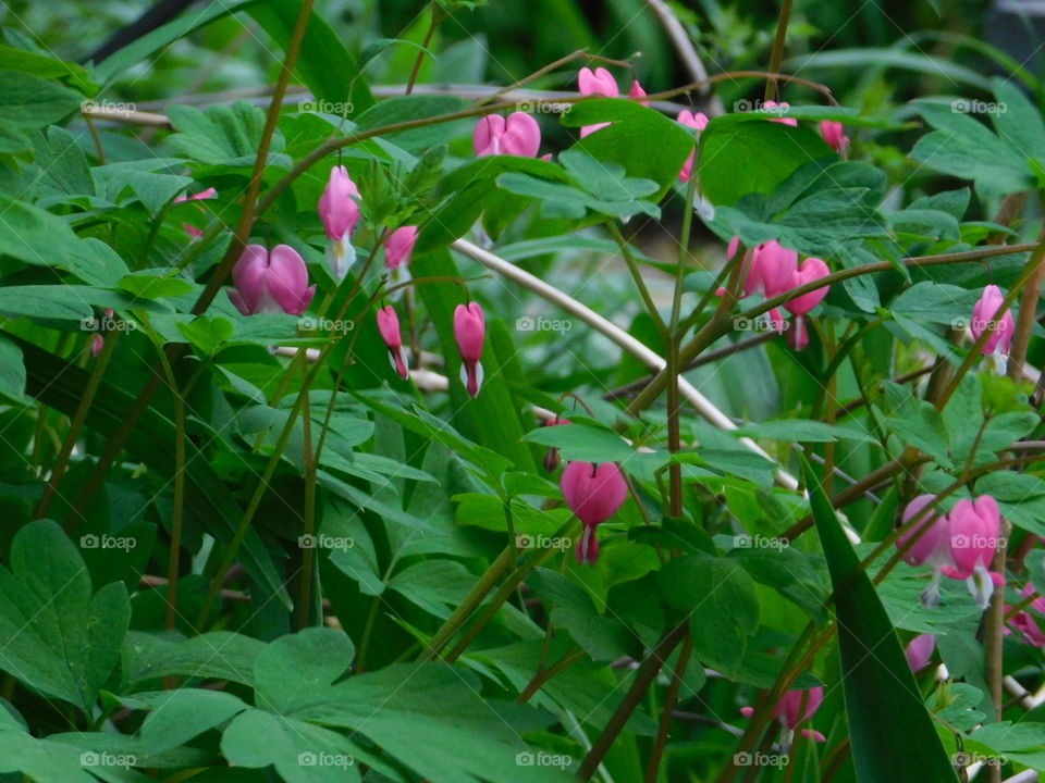 Bleeding Heart Plant