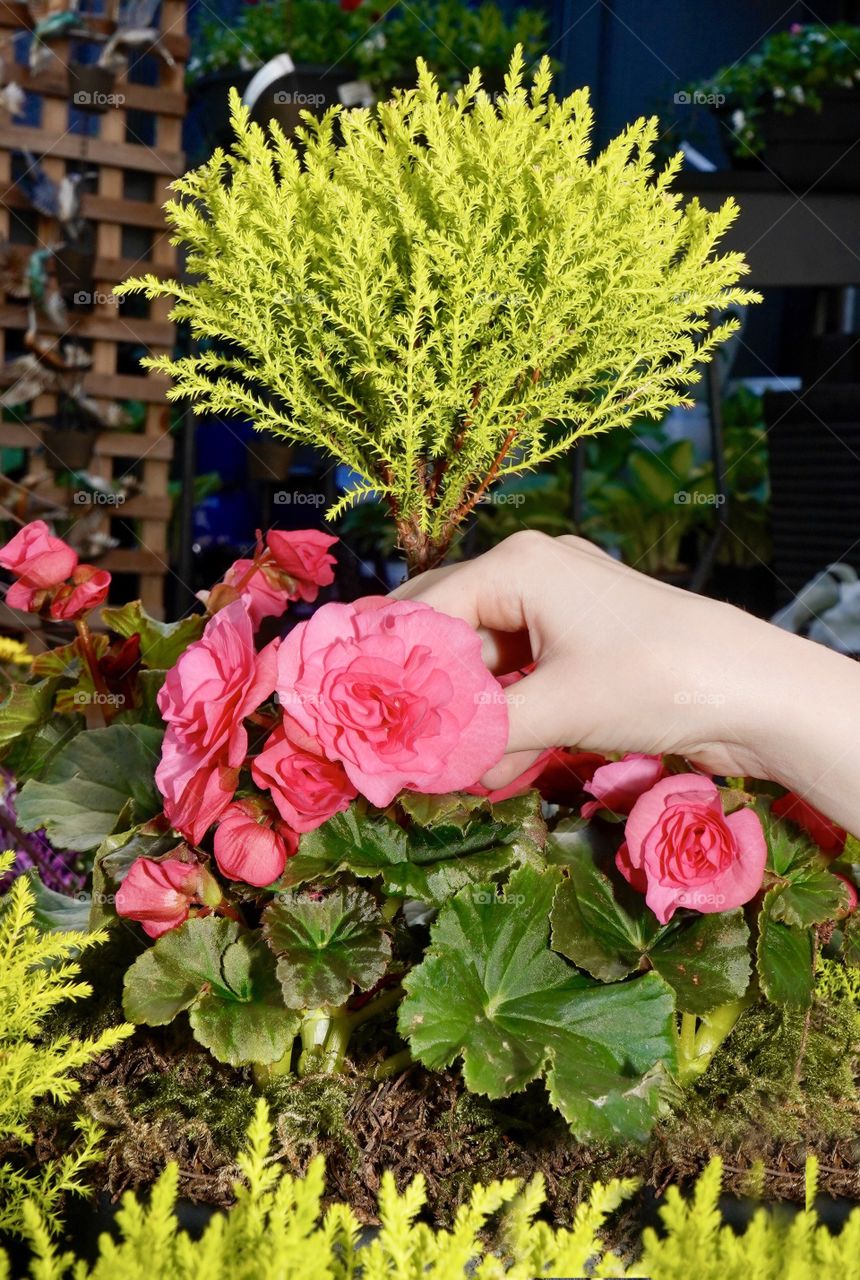 Dainty pink flowers in plant pot