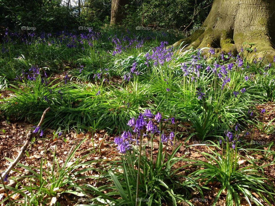 Bluebells. Bluebells