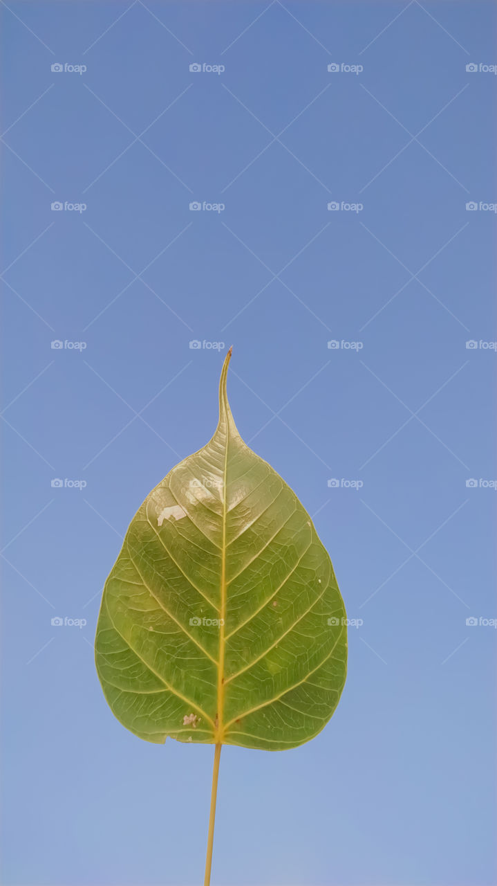 green leaf vein bodhi leaf on blue background