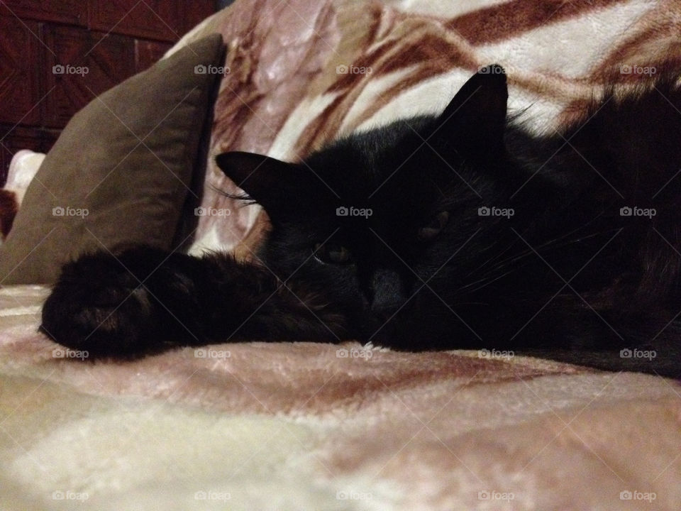 Black cat lying on a sofa