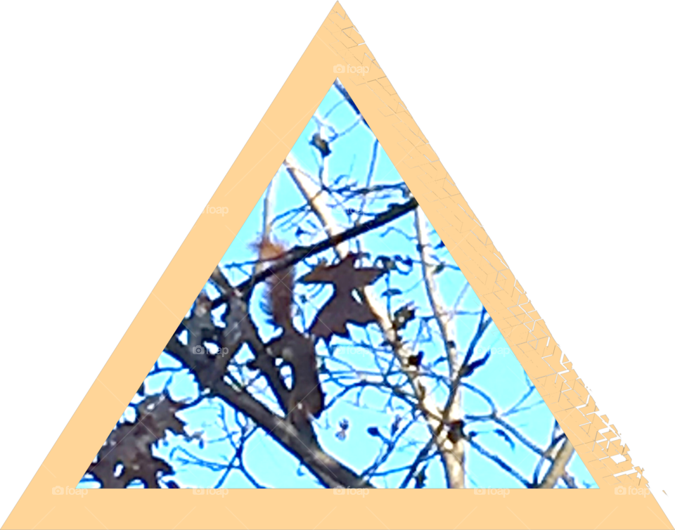  Having fun Watching the squirrels stealing pecans from the tree. Going from limb to limb.