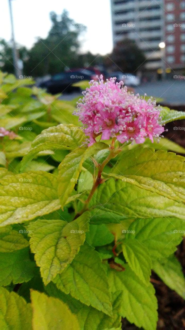 Nature, Leaf, No Person, Flora, Garden