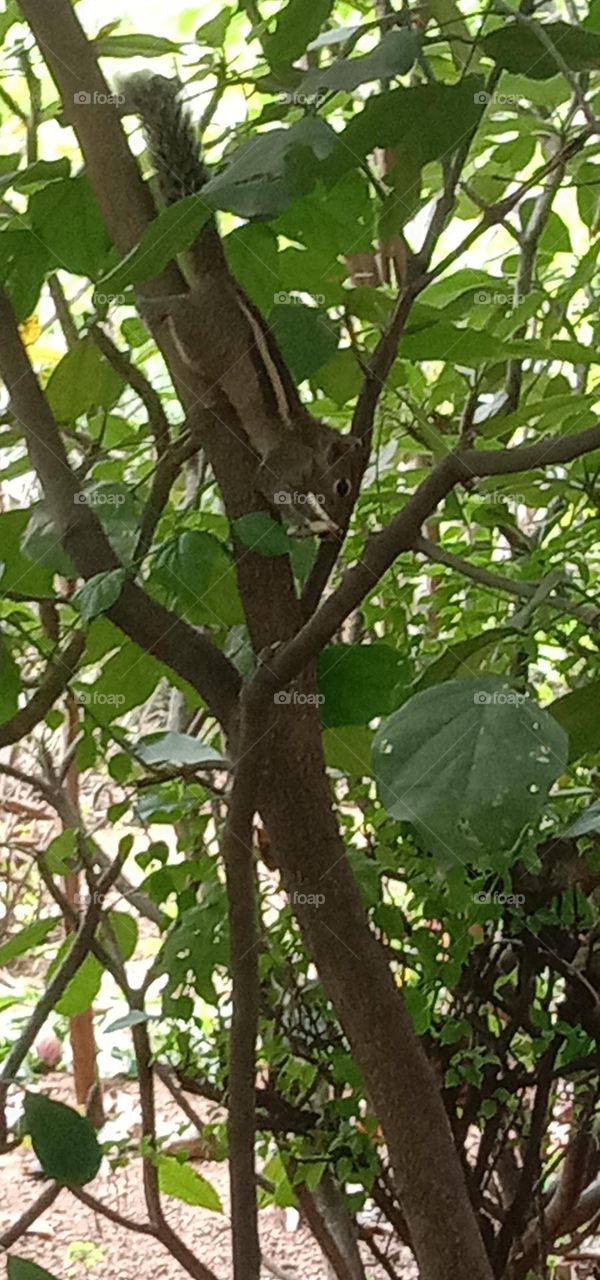 cute 🥰 squirrel 🐿️ eating 😋 some food