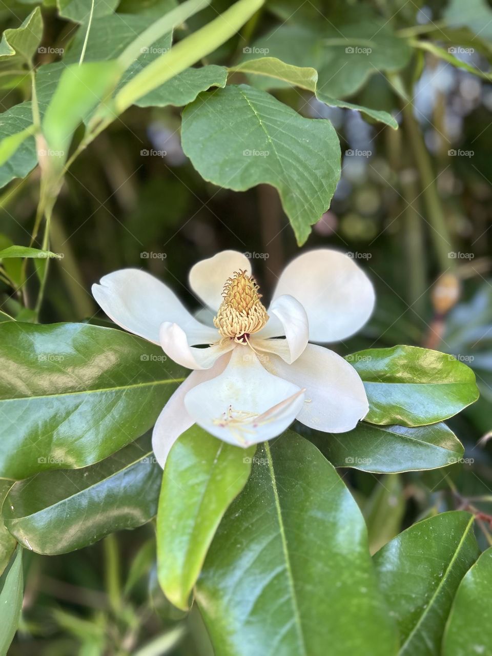 Flower found at the Cincinnati Zoo