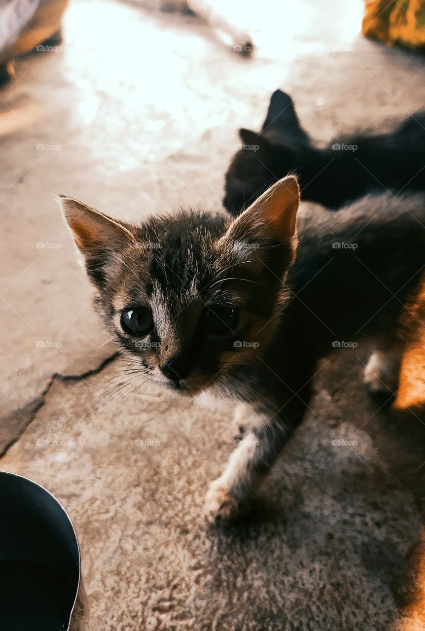 Photo shoot with little Black kitty