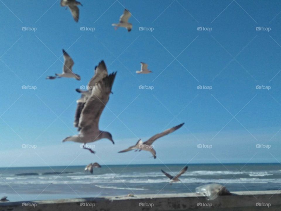 flock of seagulls in flight.