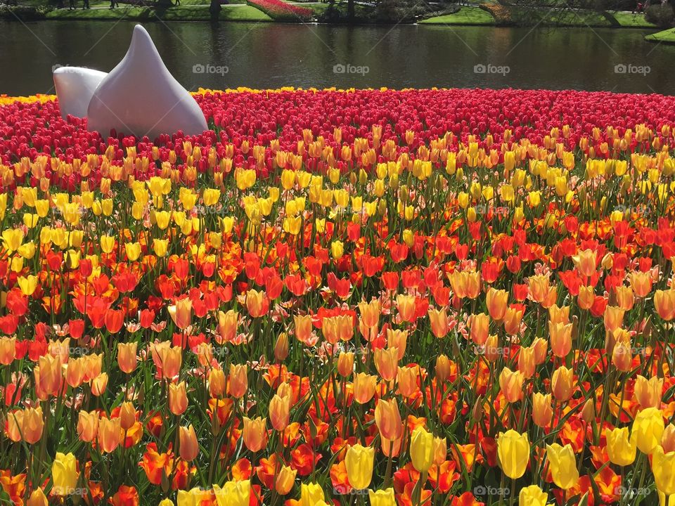 April 2017; Keukenhof, Netherlands. Flowers blooming everywhere in Holland