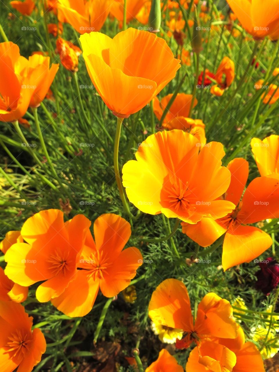 Orange poppies