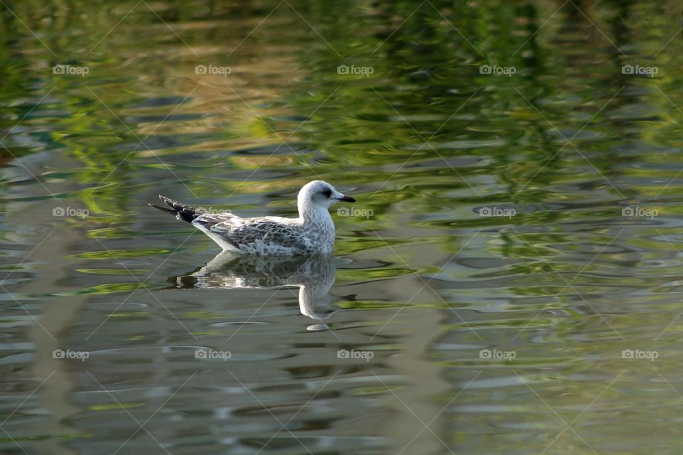 Seagull