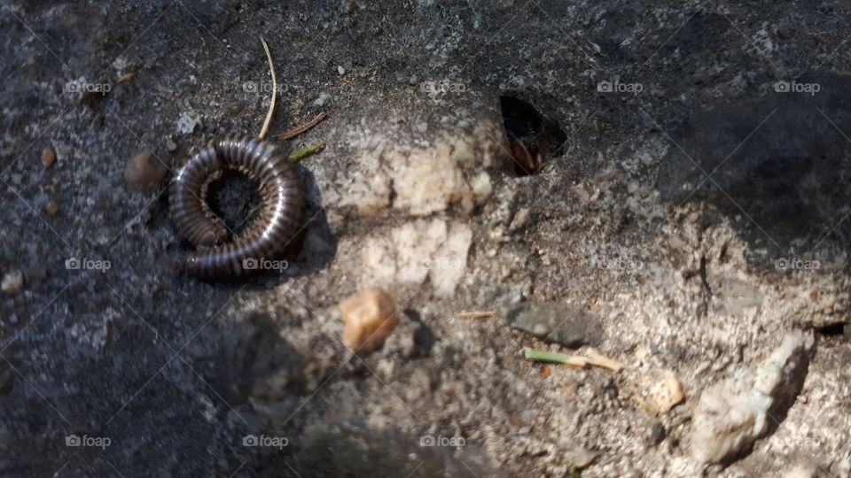 Top Down Cracked Millipede Shell on Ashphalt