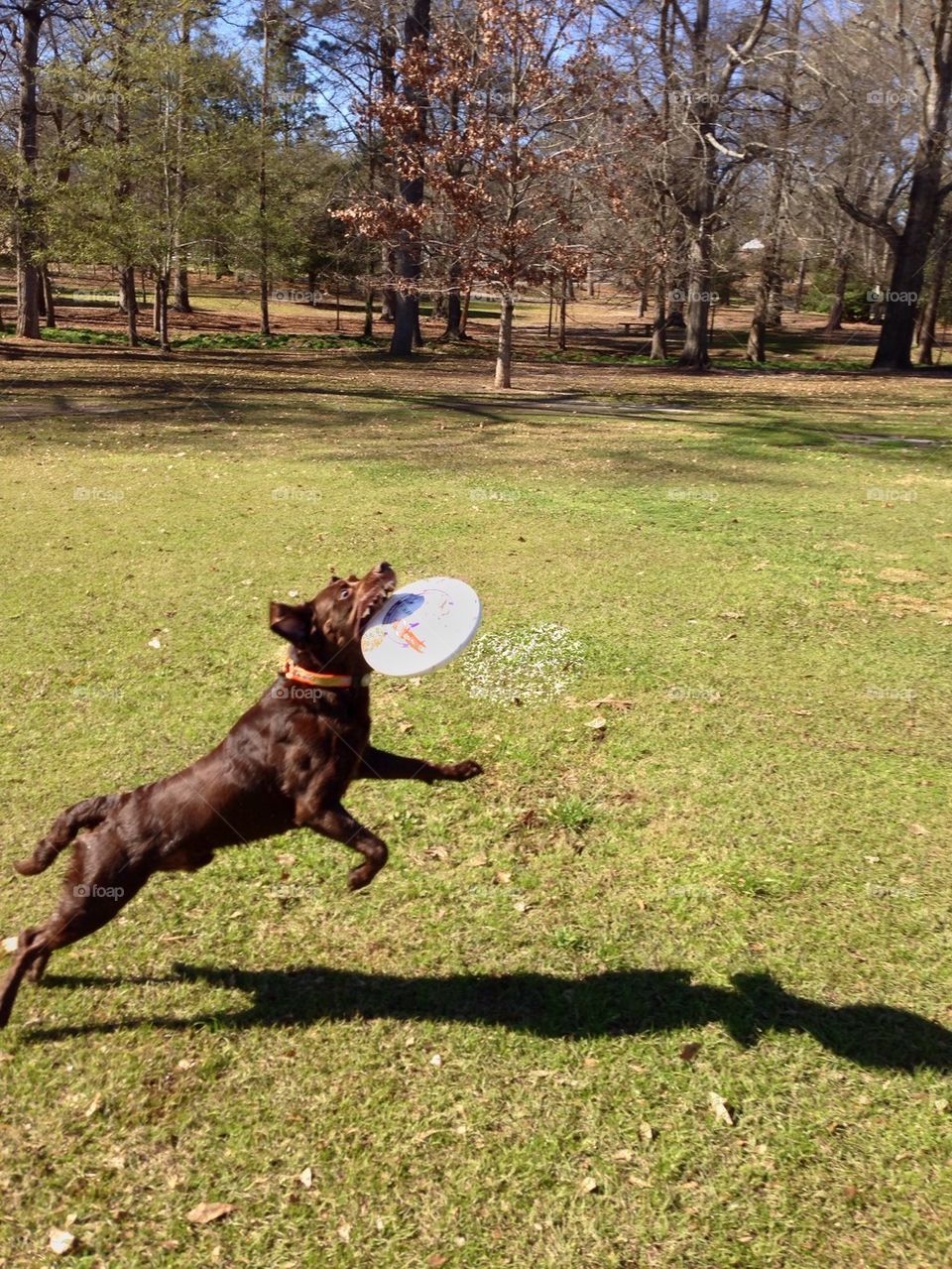 Fierce Frisbee 