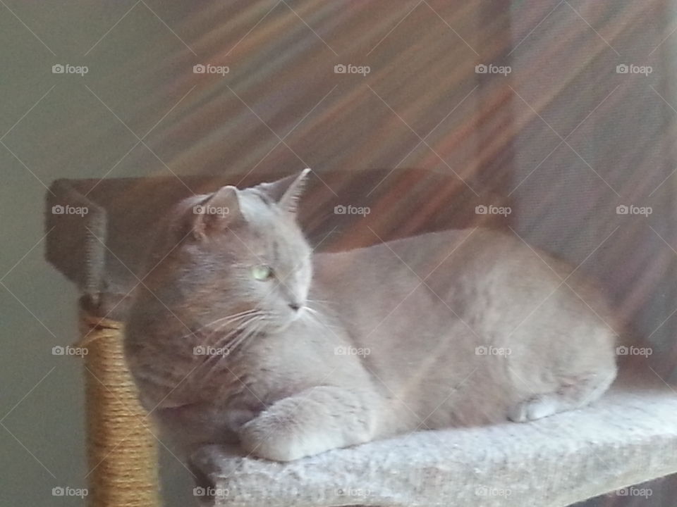 Cat glaring. Enjoying the morning sun, glaring into the yard.