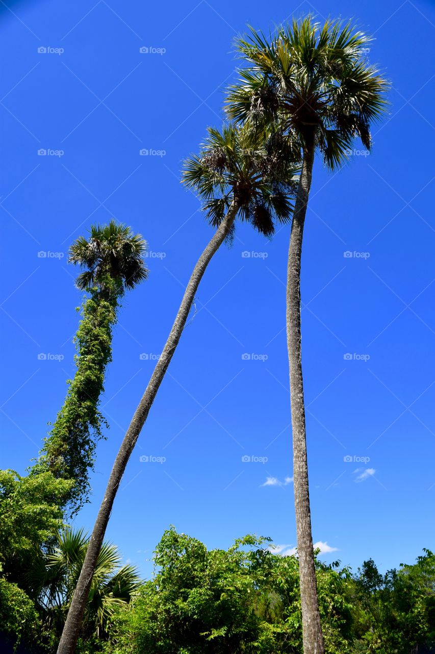 Low angle view of palm trees against blue sky