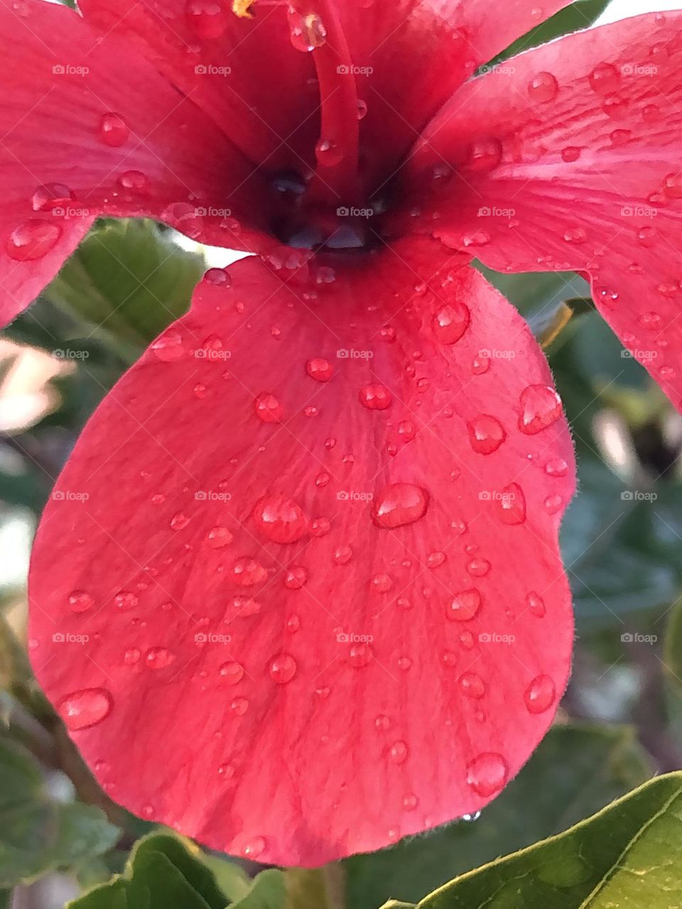 Beautiful red flower 