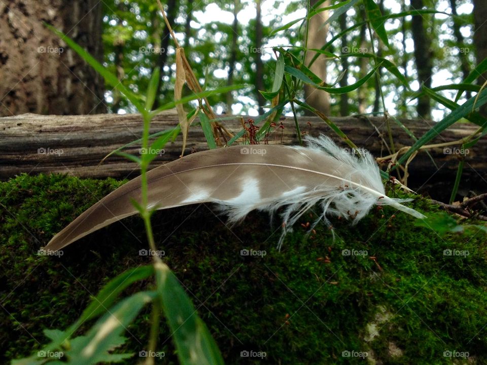 Feather