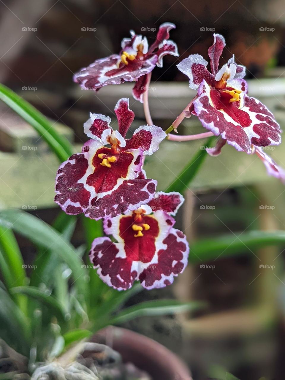 going to grow, what a beautiful