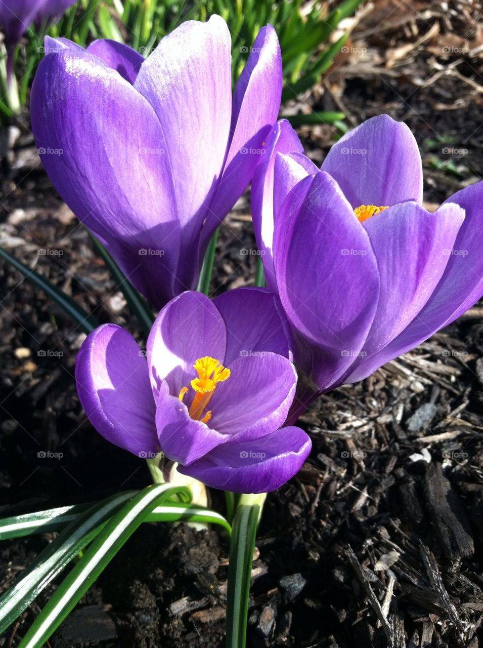 Crocuses