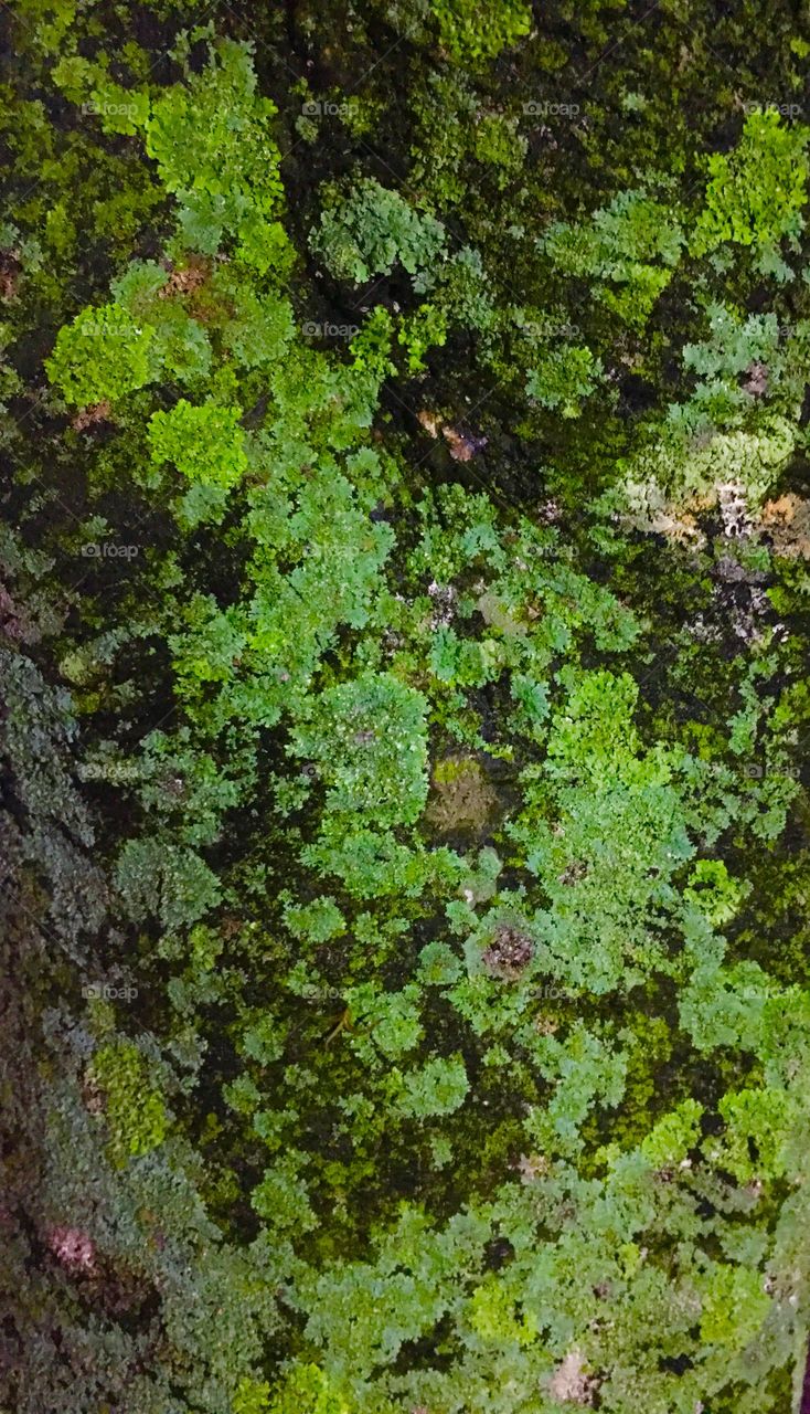 Moss on a tree truck 