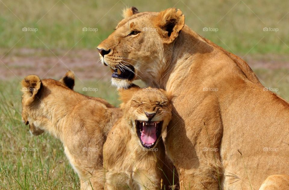 Lion family