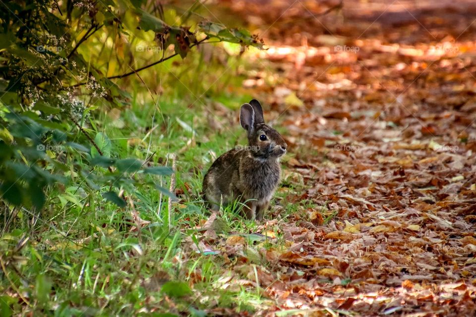 Cute bunny