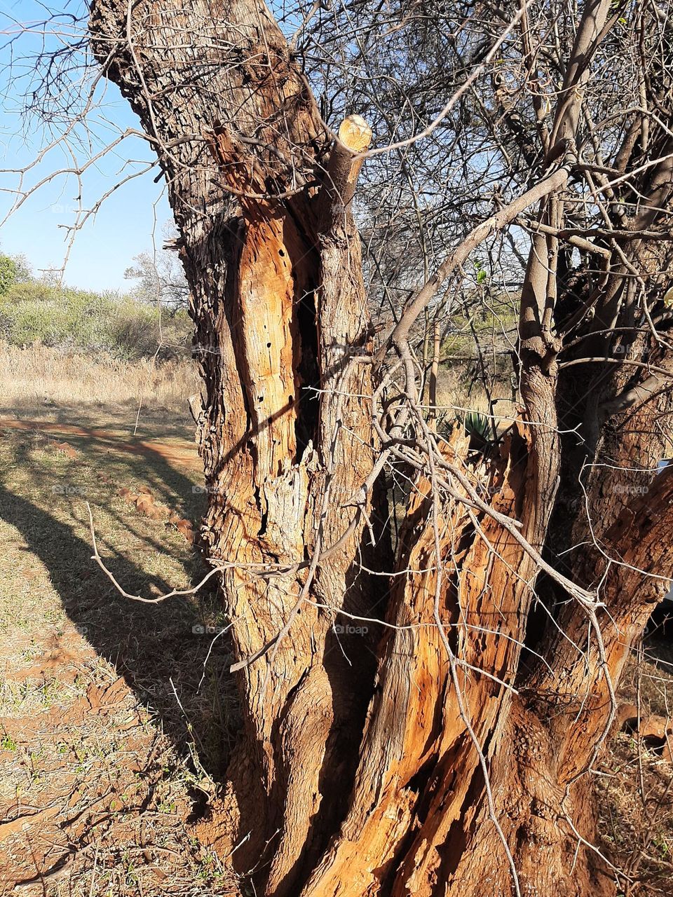 Brown bark and trunk of a dead tree