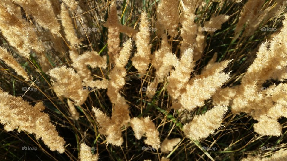 Wild grass in summer