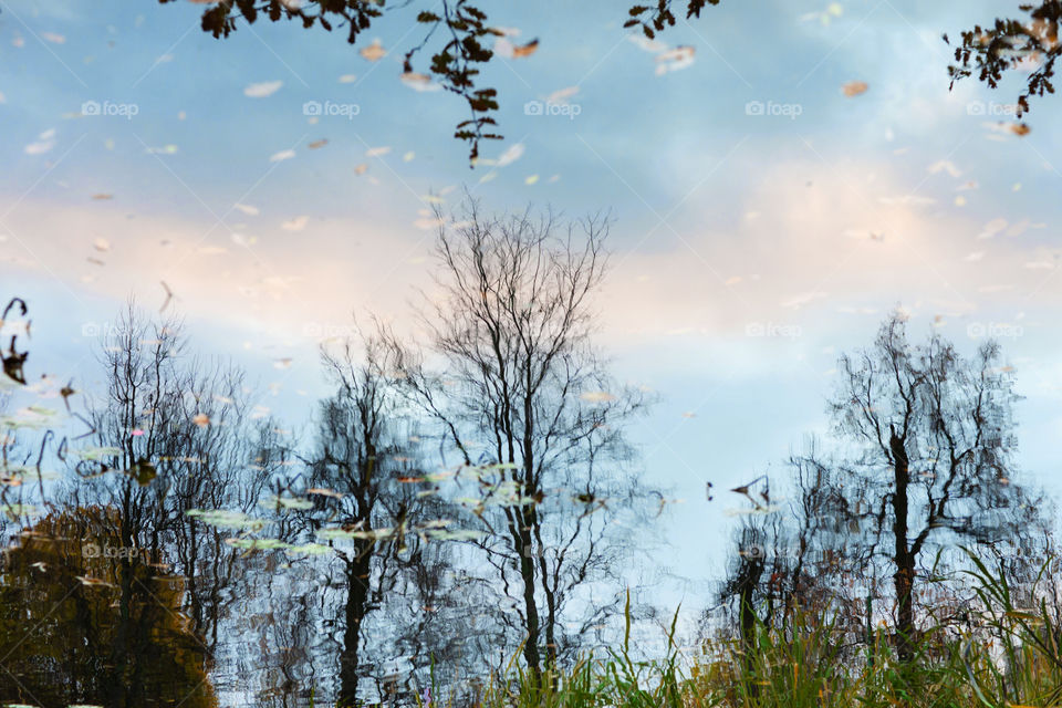 Blue sky and trees reflection on the water surface of a pond.