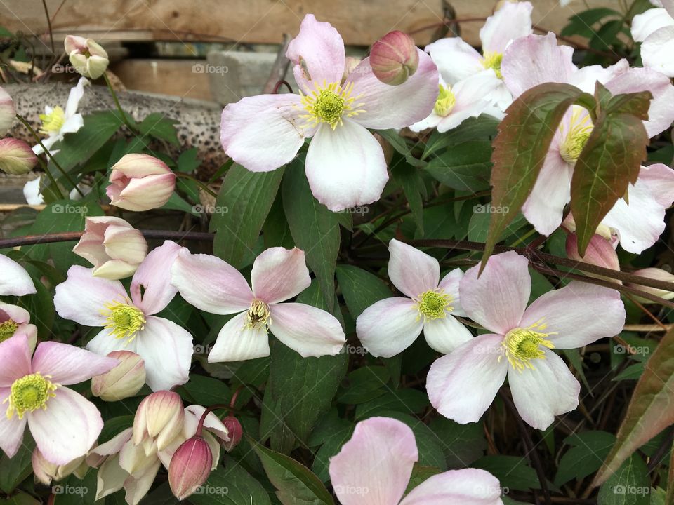 Clematis 