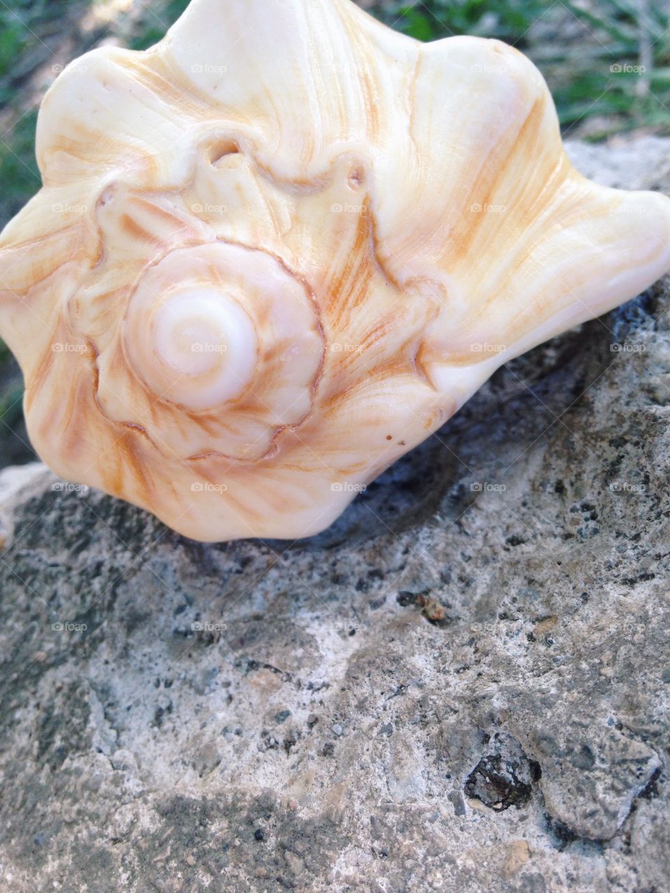 Sea shell