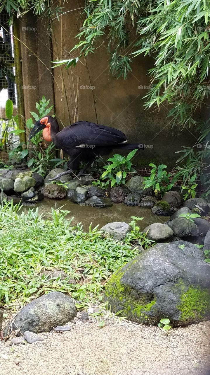 Red black bird