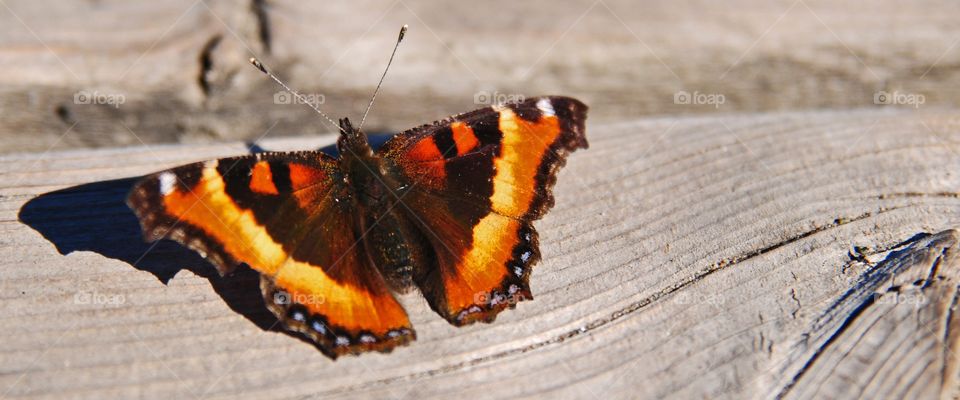 Butterfly on the dock