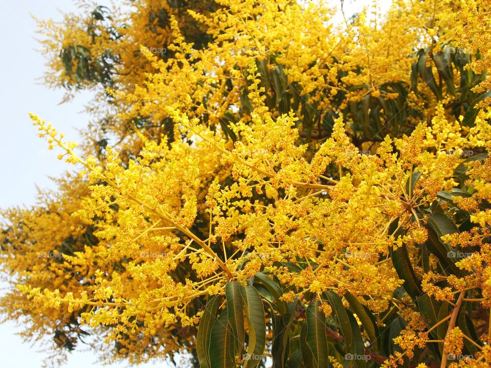 Close-up of mango tree flowers