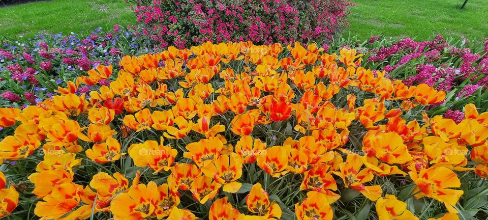 Orange tulips in spring