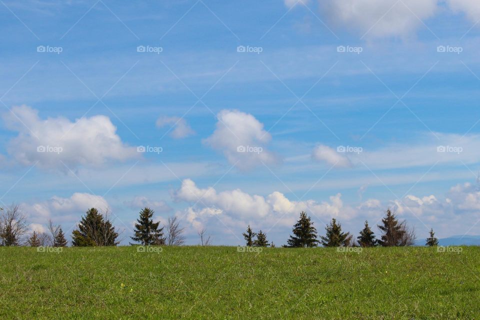 View of the green meadow,  pine trees and a blue sky with white clouds.  Spring landscape