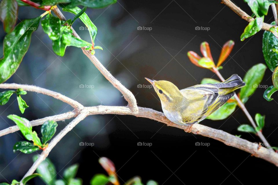 TREE BRANCH ON BIRD 🕊️🐦