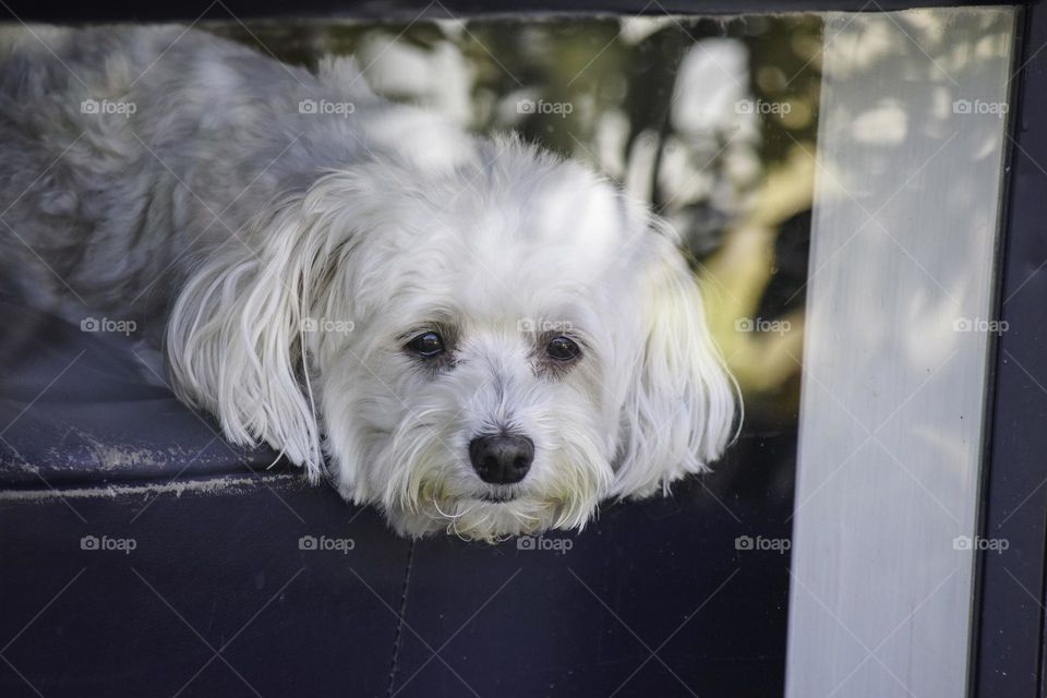 Sad dog looking through the window waiting for its human friend