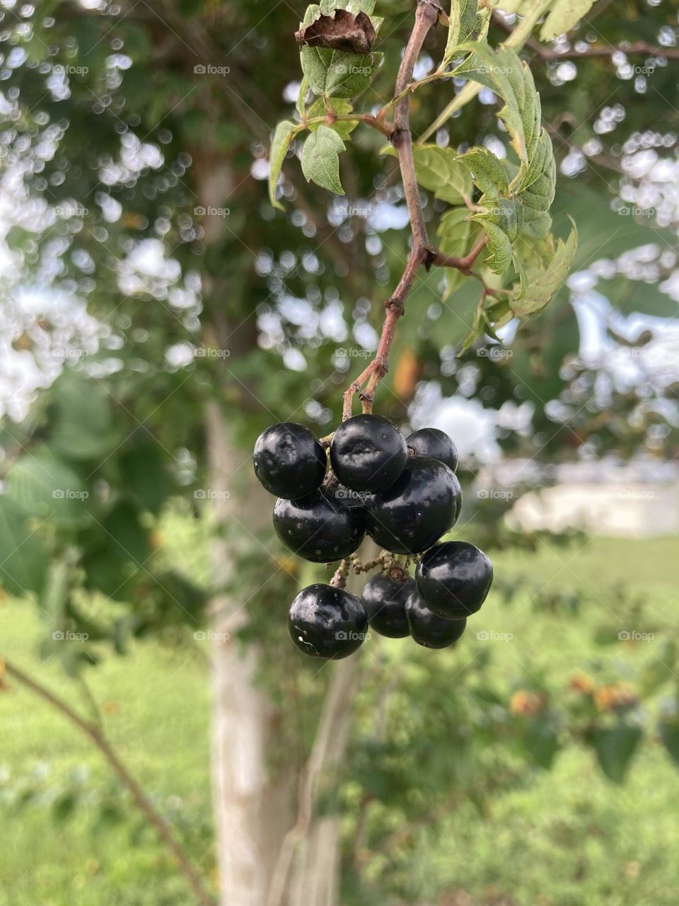 Berries on a tree outside 